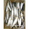 Frozen Sardine for Tuna Bait